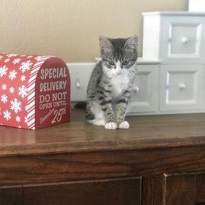 Meet your Posher, Amber